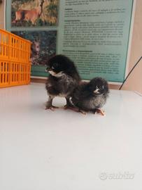 Pulcini marans