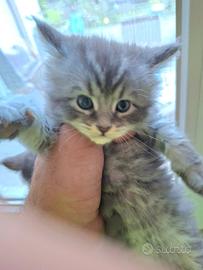 Gatti Maine coon alta genealogia