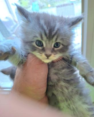 Gatti Maine coon alta genealogia