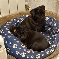 Cuccioli di Carlino Neri