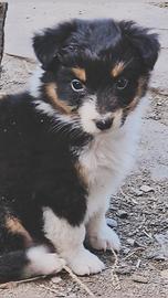 Australian shepherd cucciola 