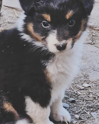 Australian shepherd cucciola 