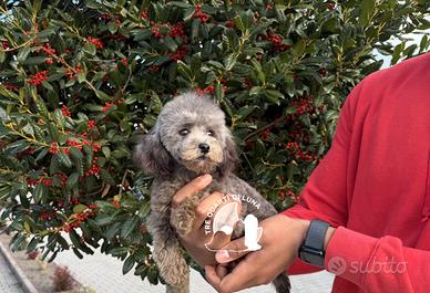 Barboncino Nano Disponibile - Allevamento Professi