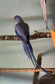 Parrocchetti dal collare