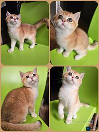 British Shorthair ny12 maschio con pedigree