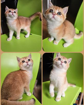 British Shorthair ny12 maschio con pedigree