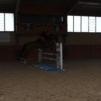 Cavalla Salto Ostacoli 135-140