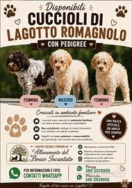 Cuccioli di Lagotto Romagnolo