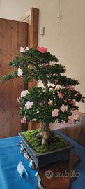bonsai