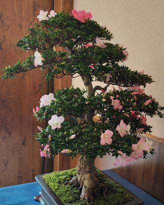 bonsai