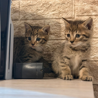 Gattini British shorthair certosino