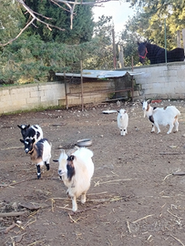 Capre Tibetane ottime