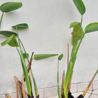 piante da laghetto varie