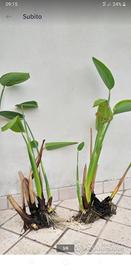 piante da laghetto varie