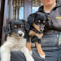 Cagnolina meticcia bianco nera