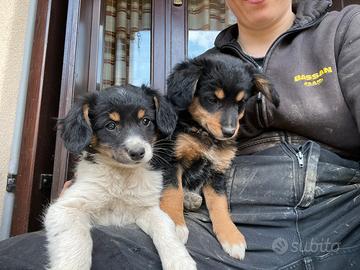 Cagnolina meticcia bianco nera