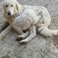 Cuccioli di pastore abruzzese