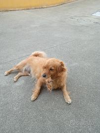 Cagnolino