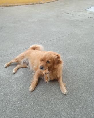 Cagnolino