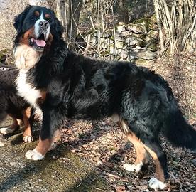 Maschi di bovaro del bernese con pedigree