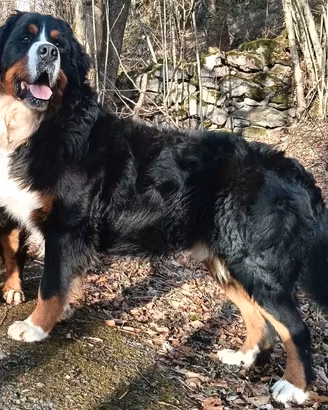Maschi di bovaro del bernese con pedigree
