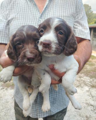Cani da caccia