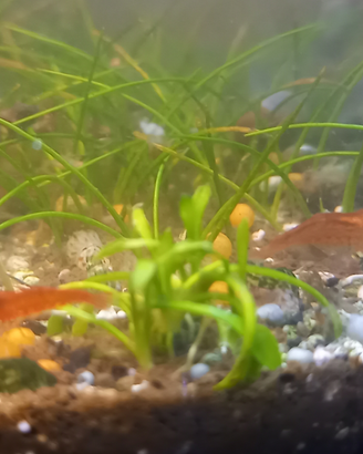 Neocardina Red Cherry gamberetti acquario