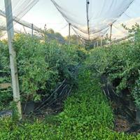 Piante mirtillo di 4 anni