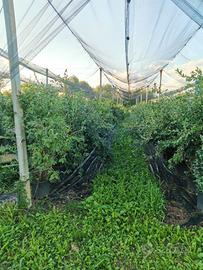 Piante mirtillo di 4 anni