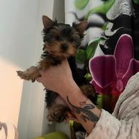 Yorki mini nati 05,12,25,a, Roma