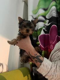 Yorki mini nati 05,12,25,a, Roma