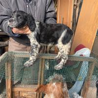 Épagneul breton maschio nn spedisco