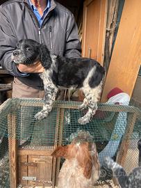 Épagneul breton maschio nn spedisco