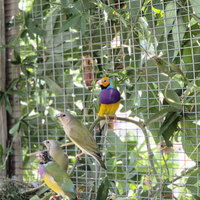 Diamantini di gould e mandarino camarini