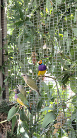 Diamantini di gould e mandarino camarini