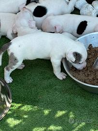 American Bully poket