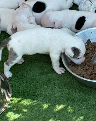 American Bully poket