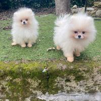 Spitz Pomerania cuccioli