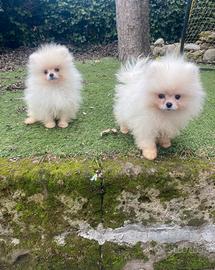 Spitz Pomerania cuccioli