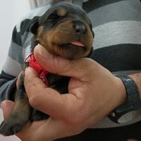 Cuccioli di rottweiler