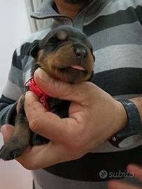 Cuccioli di rottweiler