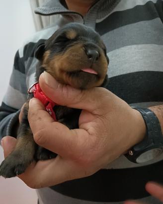 Cuccioli di rottweiler