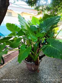 pianta