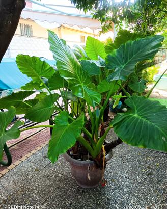 pianta