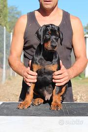 Cucciolo di dobermann