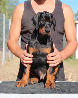 Cucciolo di dobermann