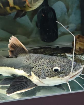 Pesce gatto coda rossa