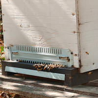 Api arnie e attrezzature