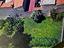 Immagine 26
