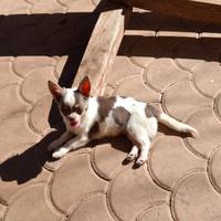 Chihuahua maschio con Pedigree